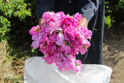 اینجا عطر گل محمدی صرف نیات خیر می‌شود