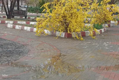 طراوت طبیعت اهر با بارش بهاری