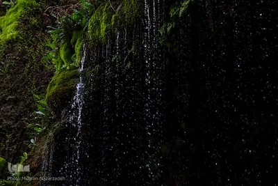 میهمانان نوروزی منظقه آزاد ارس‎‎
