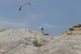 بازدید از کاکایی ارمنی در جزیره شاهسون و مزرعه پرورش آرتمیای بندر رحمانلو در عجب‌شیر
