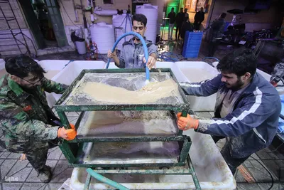 پخت بزرگترین سمنو شیرازی در کشور