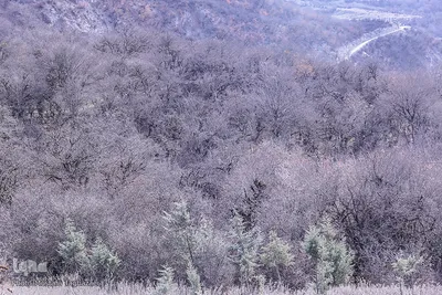 جنگل الیمستان