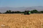 جشن شکرگزاری برداشت گندم‎