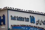 چهارراه کبوترها‎‎