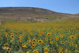 برداشت تخمه افتابگردان از مزارع خراسان شمالی