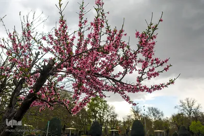 شکوفه های بهاری