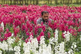 برداشت گل شب‌بو در حمیدیه