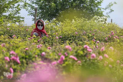 برداشت گل محمدی و گلابگیری سنتی در میمند فارس