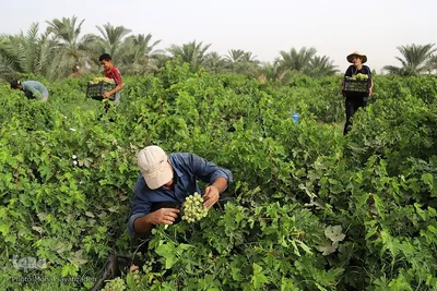 برداشت انگور از تاکستان غزاویه