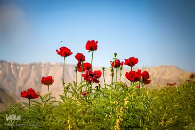 دشت شقایق‌های «رینه»
