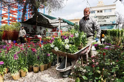 بازار گل شیراز‎‎ در آستانه سال نو