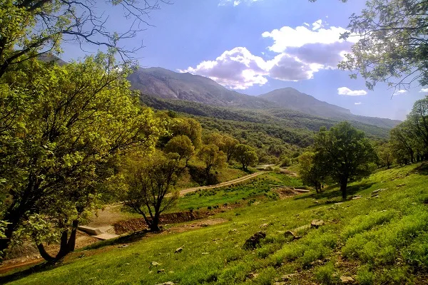 اجرای طرح پویش مردمی «احیای جنگل‌های زاگرس» در کردستان