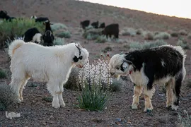 کوچ عشایر در فارس‎