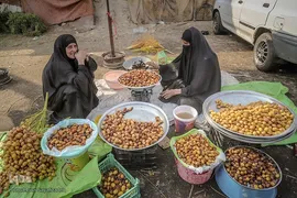 برداشت رطب و خارَک از نخلستان‌های شادگان