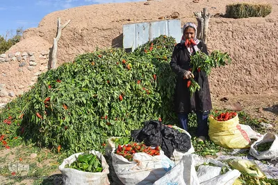 سرکشی نماینده ولی فقیه در استان سمنان از مناطق محروم بخش بیارجمند