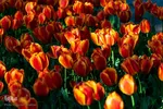 جشنواره لاله‌های آسارا‎‎