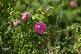 برداشت گل محمدی از مزارع هیدج