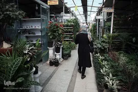 بازار گل شهید محلاتی در روز ملی گل