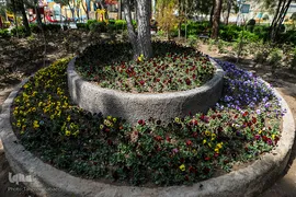 شکوفه های بهاری