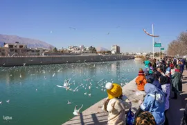 روز شیراز‎