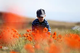 دشت شقایق‌های وحشی قم