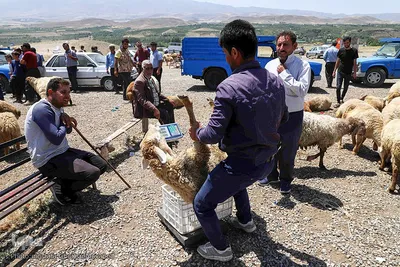 خرید دام زنده به مناسبت عید سعید قربان در اهر