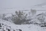 زمستان در بهار منطقه ارسباران