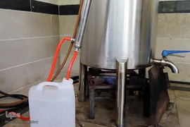 برداشت گل محمدی از مزارع هیدج