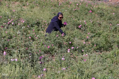 نخستین رویداد گلاب‌گیری سنتی در بوستان کوهستانی دراک شیراز