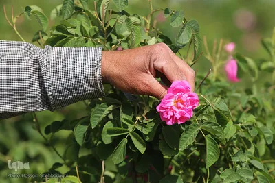 برداشت گل محمدی از مزارع موقوفه آستان مقدس حضرت معصومه(س)