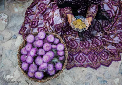 برداشت گیاه دارویی خارپنیری در استهبان فارس