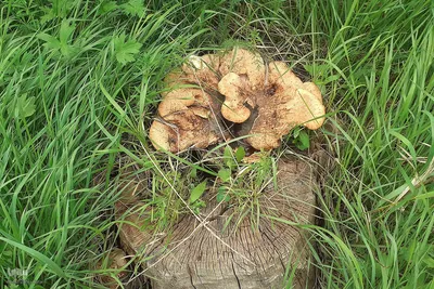 طبیعت بهاری روستای کسانق اهر