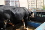  ذبح و توزیع گوشت ۵۰ رأس دام به مناسبت عید سعید قربان بین نیازمندان شهرستان اهر 
