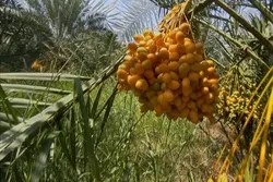 ننګرهار کی دخرما حاصلات یوسلو پنځوس ټنو ته رسیدلي