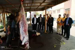  ذبح و توزیع گوشت ۵۰ رأس دام به مناسبت عید سعید قربان بین نیازمندان شهرستان اهر 
