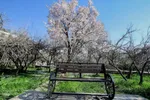 رویش شکوفه‌های زمستانی در شیراز