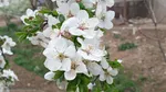 شکوفه های بهاری در اهر