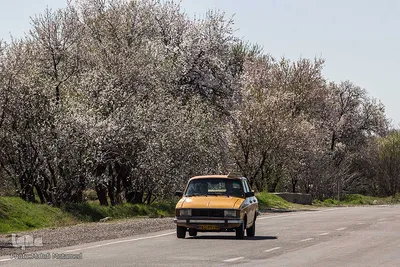 شکوفه‌های بهاری در باغستان سنتی قزوین