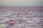 دریاچه نمک حوض سلطان به رنگ سرخ

