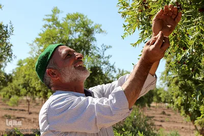برداشت عناب در خراسان جنوبی
