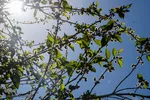 شکوفه‌های زردآلو در روستای منصوریه بهبهان