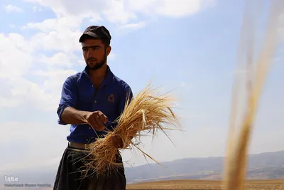 برداشت خوشه های طلایی - شهرستان اهر