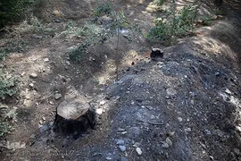 پارک جنگلی چیتگر