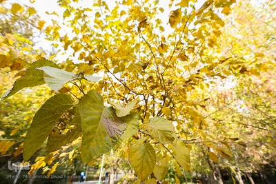 پاییز٬فصل آیه های خدا