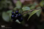 باران در پاییزی در بیرجند