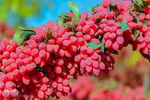 برداشت زرشک از باغات خراسان جنوبی
