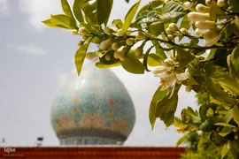 روز شیراز‎