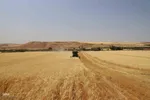آیین شکرگزاری برداشت گندم در مراغه