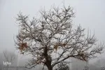 برف، رحمت الهی در سمنان