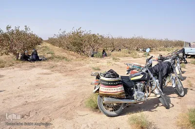 برداشت رزق حلال از باغات پسته
